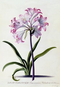 Lilio Narcissus, c.1744 by Georg Dionysius Ehret